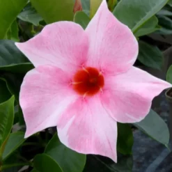 Dipladenia Pyramide - Le pot de 17 cm