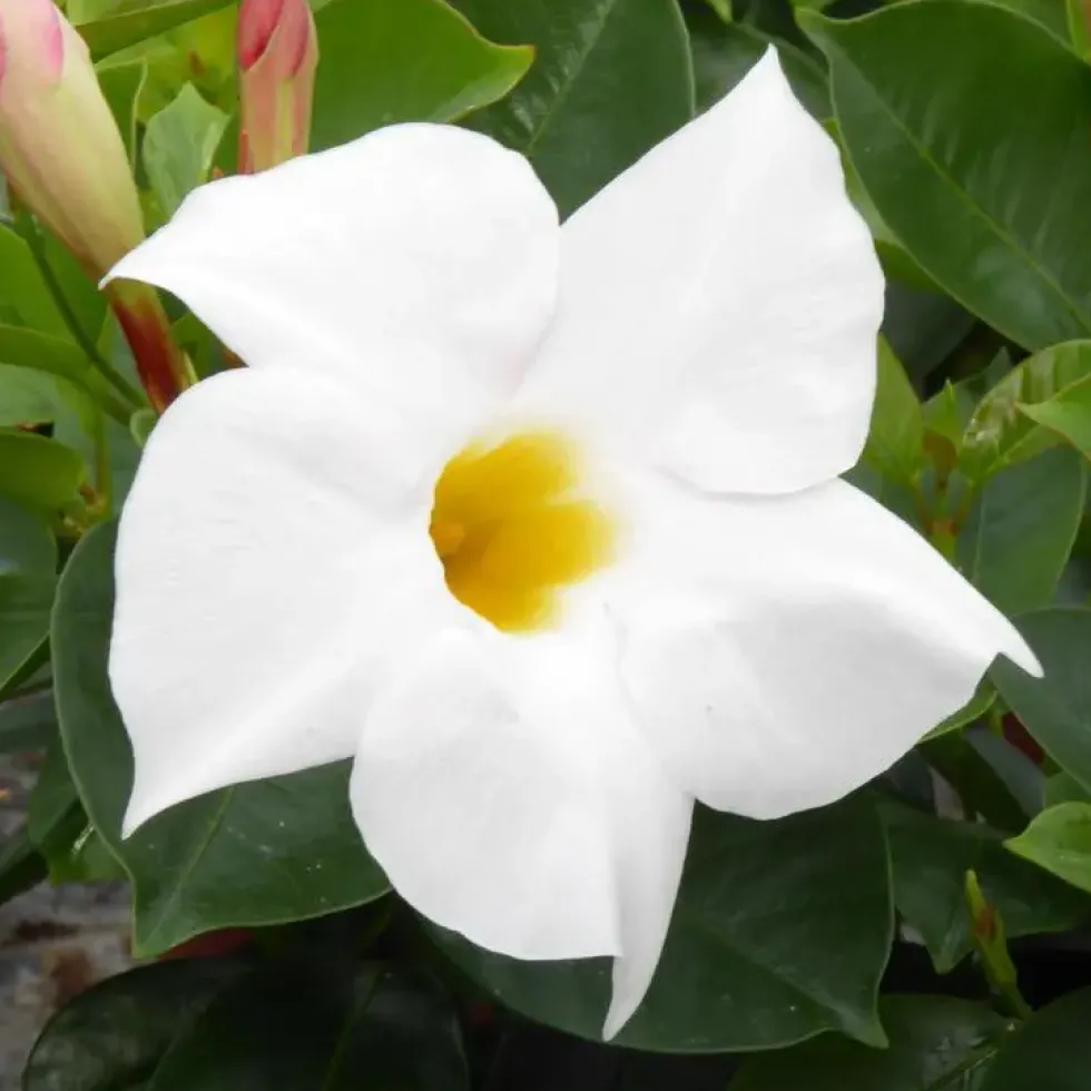 Dipladénia blanc - Le pot de 10,5 cm