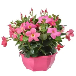 Dipladénia buisson coloris variés. La coupe de 23 cm