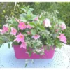 Dipladénia Buisson + Diamond Frost - La jardinière de 40 cm