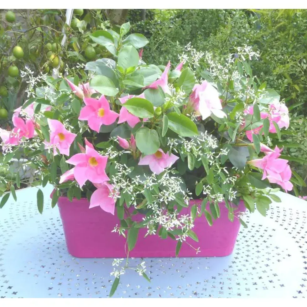 Dipladénia Buisson + Diamond Frost - La jardinière de 40 cm