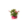 Dipladénia buisson - La barquette de 4 plants