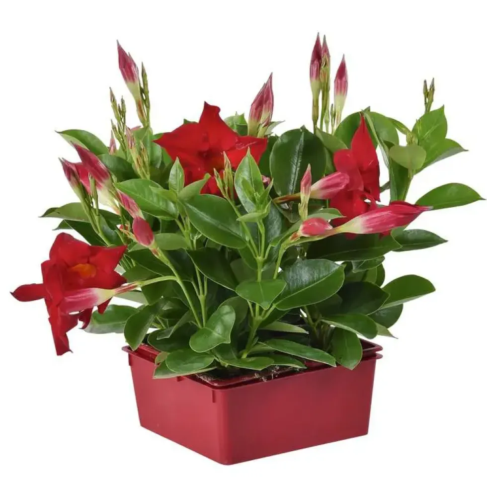 Dipladénia buisson - La barquette de 4 plants