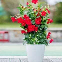 Dipladénia Fushion Sydney Espalier - Le pot de 3 litres