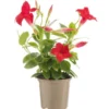 Dipladénia – le pot de Ø 10,5 cm