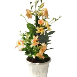 Dipladénia Palissé Opale Orange Coral - Le pot de 2,5 litres