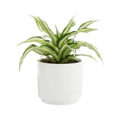 Dracaena Fragrans Malaika botanic®. Le pot de Ø 15 cm