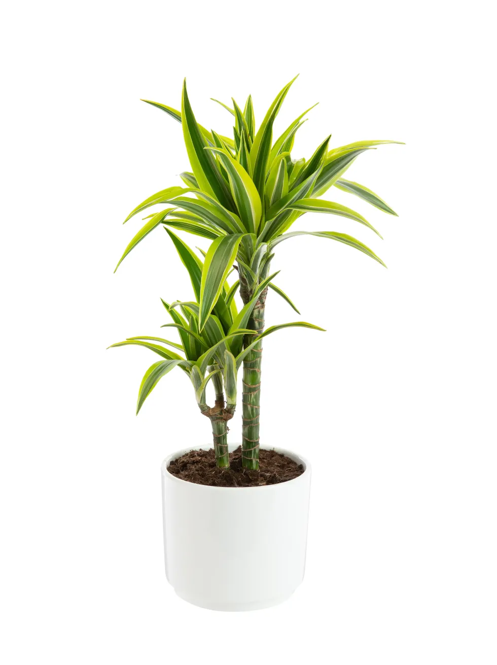 Dracaena Lemon Lime 2 pieds botanic®. Le pot de Ø 21 cm
