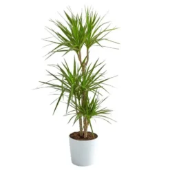 Dracaena marginata bicolore H 100 cm. Le pot de Ø 21 cm