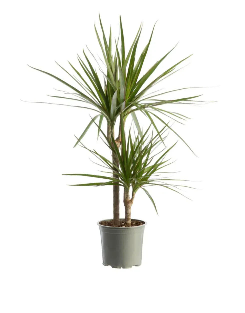 Dracaena marginata (Dragonnier de Madagascar) vert. Le pot Ø 21 cm