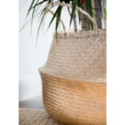 Dracaena Marginata H 140 cm en pot de 24 cm
