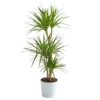 Dracaena marginata 3 pieds. Le pot Ø 21 cm