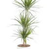 Dracaena marginata 3 pieds vert en pot blanc émaillé botanic®. Le pot Ø 24 cm