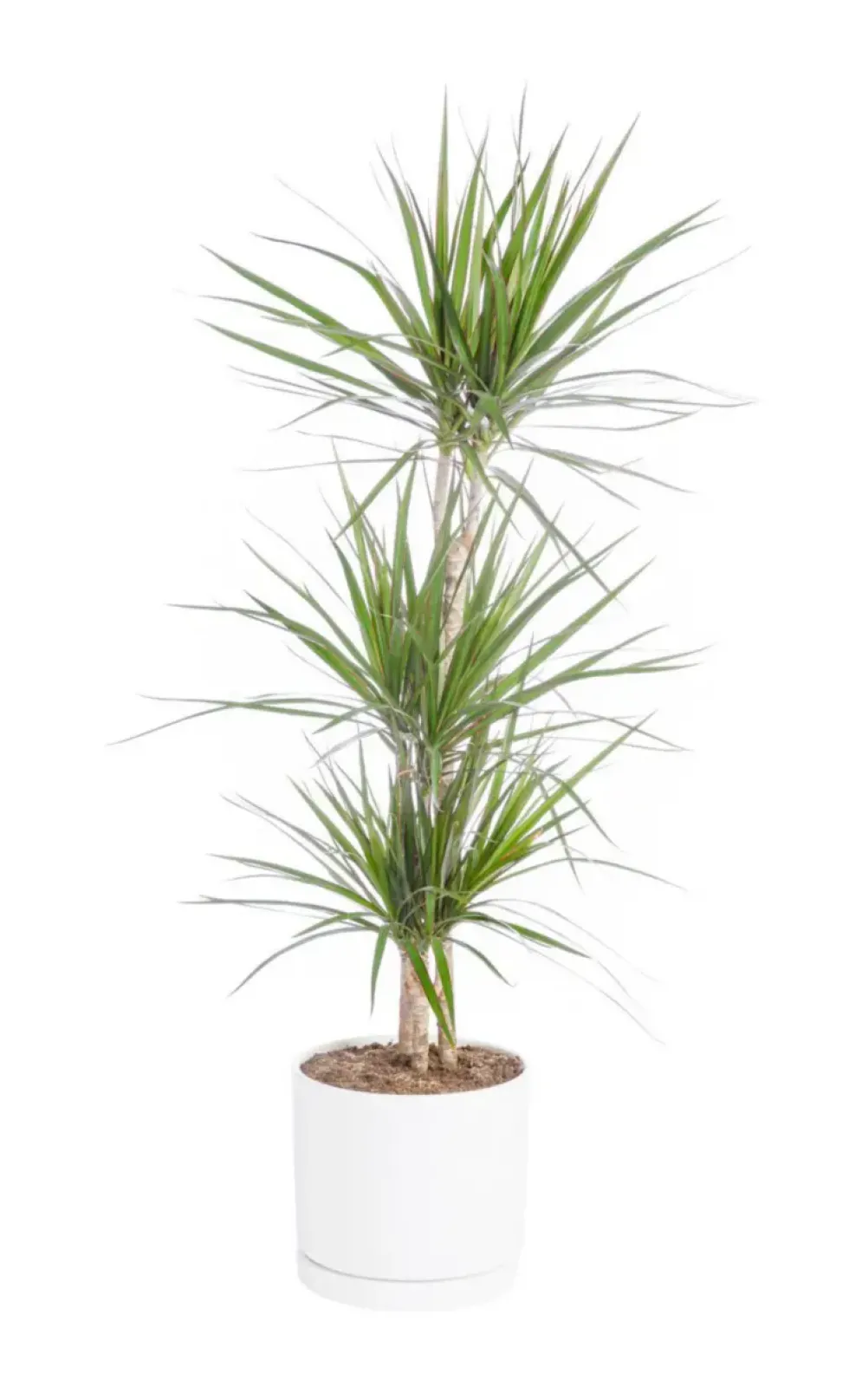 Dracaena marginata 3 pieds vert en pot blanc émaillé botanic®. Le pot Ø 24 cm