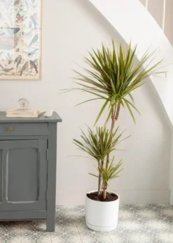 Dracaena marginata 3 pieds vert en pot blanc émaillé botanic®. Le pot Ø 24 cm