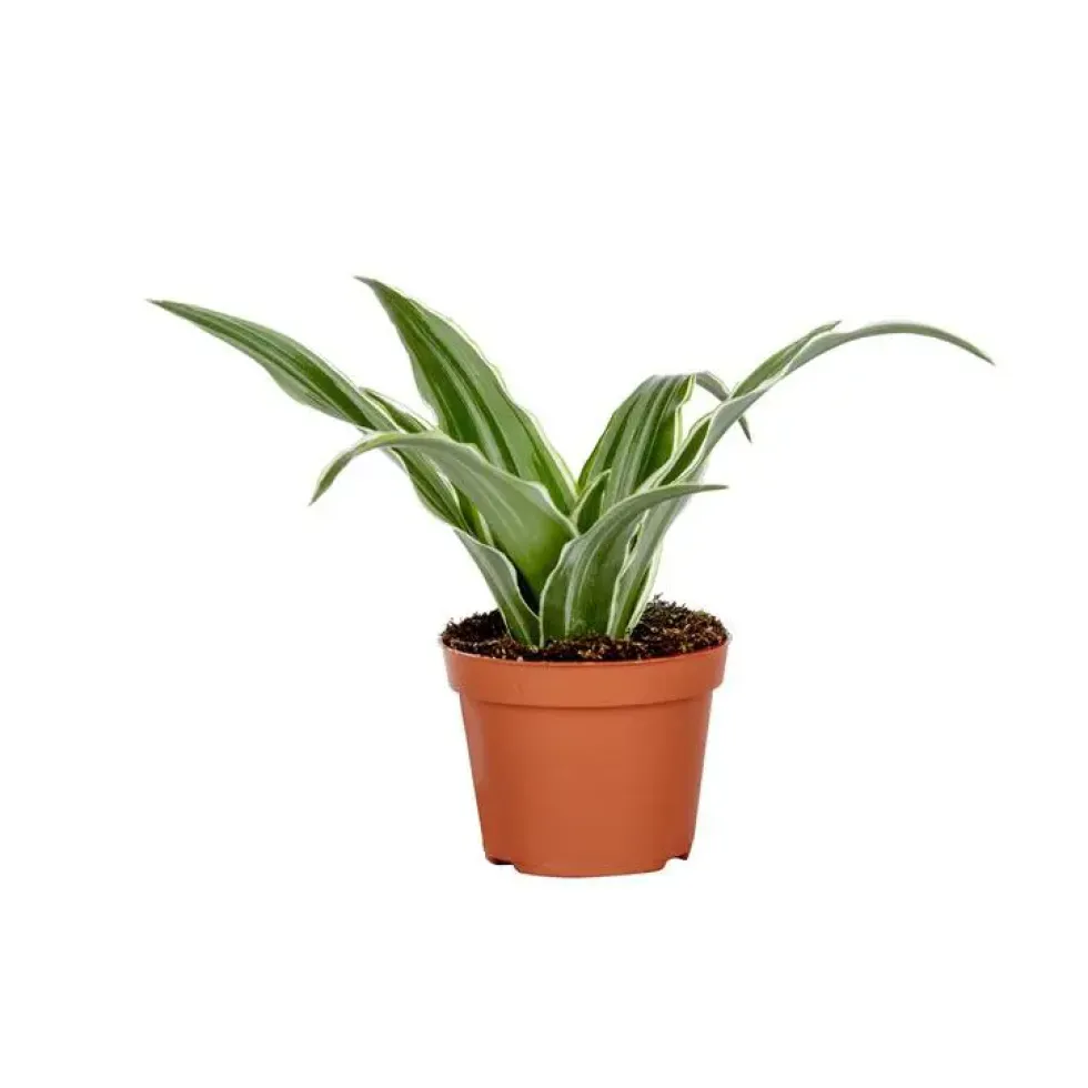 Dracaena Plante Baby en pot Ø 5/6 cm