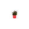 Duo Calocephallus-Alternanthera - Le pot de 12 cm