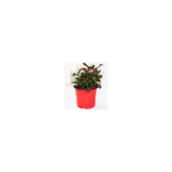 Duo Calocephallus-Alternanthera - Le pot de 12 cm
