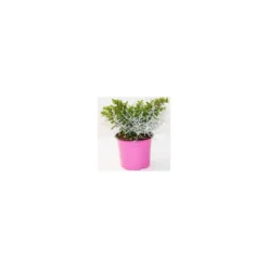 Duo Calocephallus-Cuphéa - Le pot de 12 cm