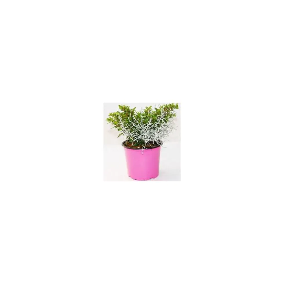 Duo Calocephallus-Cuphéa - Le pot de 12 cm