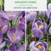 Duo crocus en mélange coloris violet botanic® - 10 bulbes