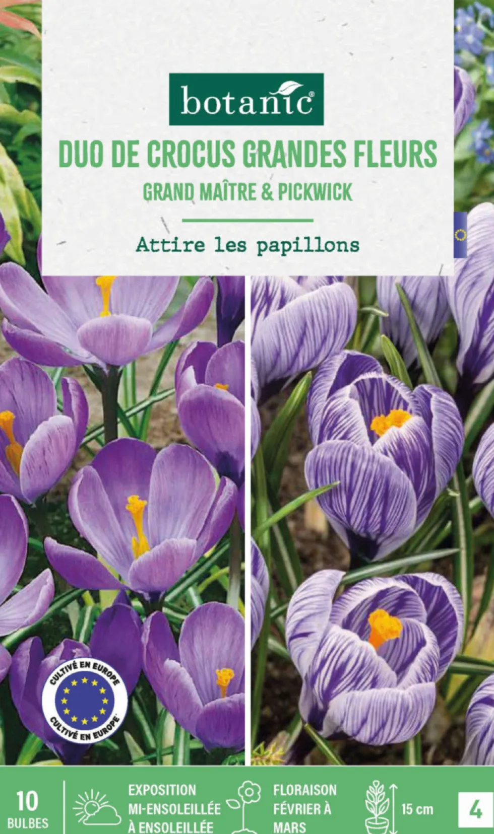 Duo crocus en mélange coloris violet botanic® - 10 bulbes