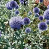 Echinops ritro bleu - Le pot de 9 x 9 cm