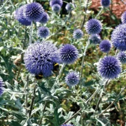 Echinops ritro bleu - Le pot de 9 x 9 cm