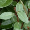 Elaeagnus Ebbingei (Chalef d’Ebbing) en pot de 3 L argent