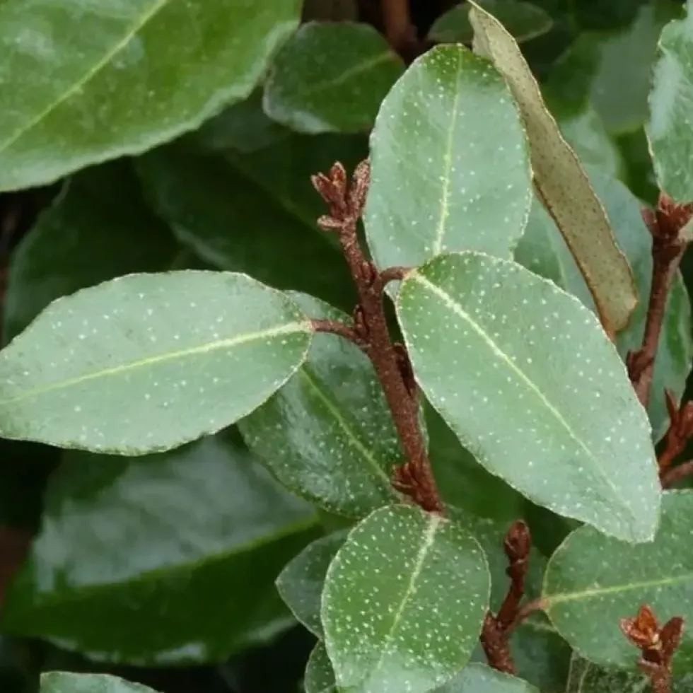 Elaeagnus Ebbingei (Chalef d’Ebbing) en pot de 3 L argent