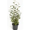 Elaeagnus Ebbingei ou Olivier de Bohême argent ½ Tige en pot de 18 L