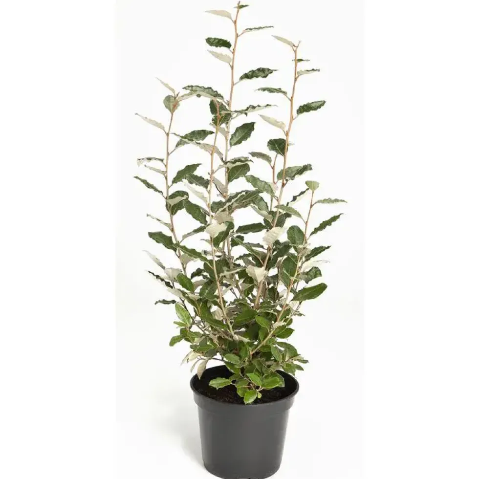 Elaeagnus Ebbingei ou Olivier de Bohême argent ½ Tige en pot de 18 L