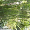 Equisetum Japonicum - Le pot de 13 cm