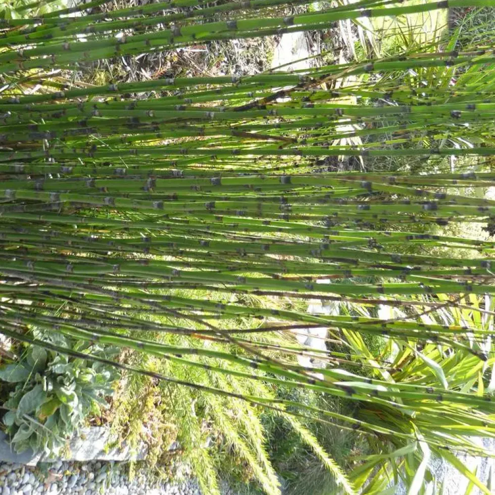 Equisetum Japonicum - Le pot de 13 cm
