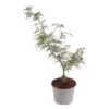 Erable du Japon (ACER PALMATUM DISSECTUM GARNET ) Le pot de 3 litres