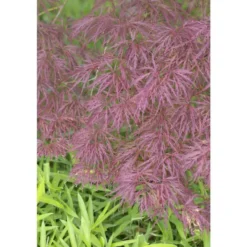 Erable du Japon (ACER PALMATUM DISSECTUM GARNET ) Le pot de 3 litres