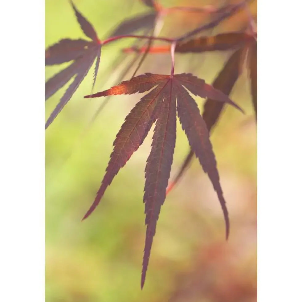 Erable du Japon (ACER PALMATUM ATROLINEARE ) Le pot de 3 litres