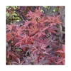 Erable du Japon (ACER PALMATUM SKEETERS BROOM ) Le pot de 15 litres