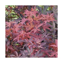 Erable du Japon (ACER PALMATUM SKEETERS BROOM ) Le pot de 15 litres
