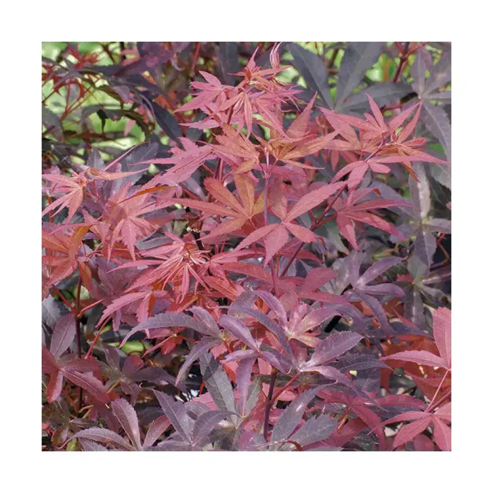 Erable du Japon (ACER PALMATUM SKEETERS BROOM ) Le pot de 15 litres