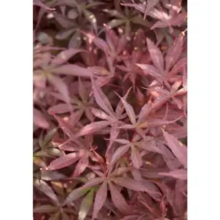 Erable du Japon (ACER PALMATUM SKEETERS BROOM ) Le pot de 15 litres