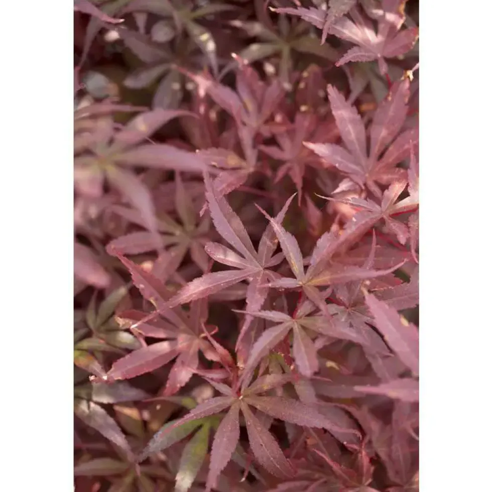 Erable du Japon (ACER PALMATUM SKEETERS BROOM ) Le pot de 15 litres
