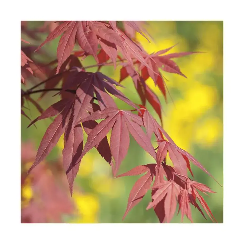 Erable du Japon (ACER PALMATUM FIRE GLOW ) Le pot de 15 litres