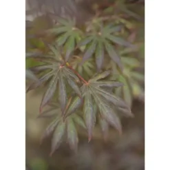 Erable du Japon (ACER PALMATUM TROMPENBURG ) Le pot de 110 litres