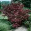 Erable du Japon (ACER PALMATUM ) Le pot de 2 litres