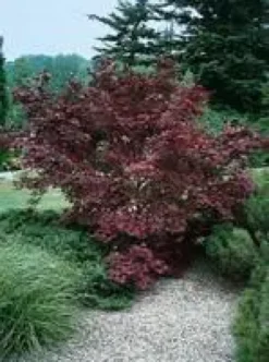 Erable du Japon (ACER PALMATUM ) Le pot de 2 litres