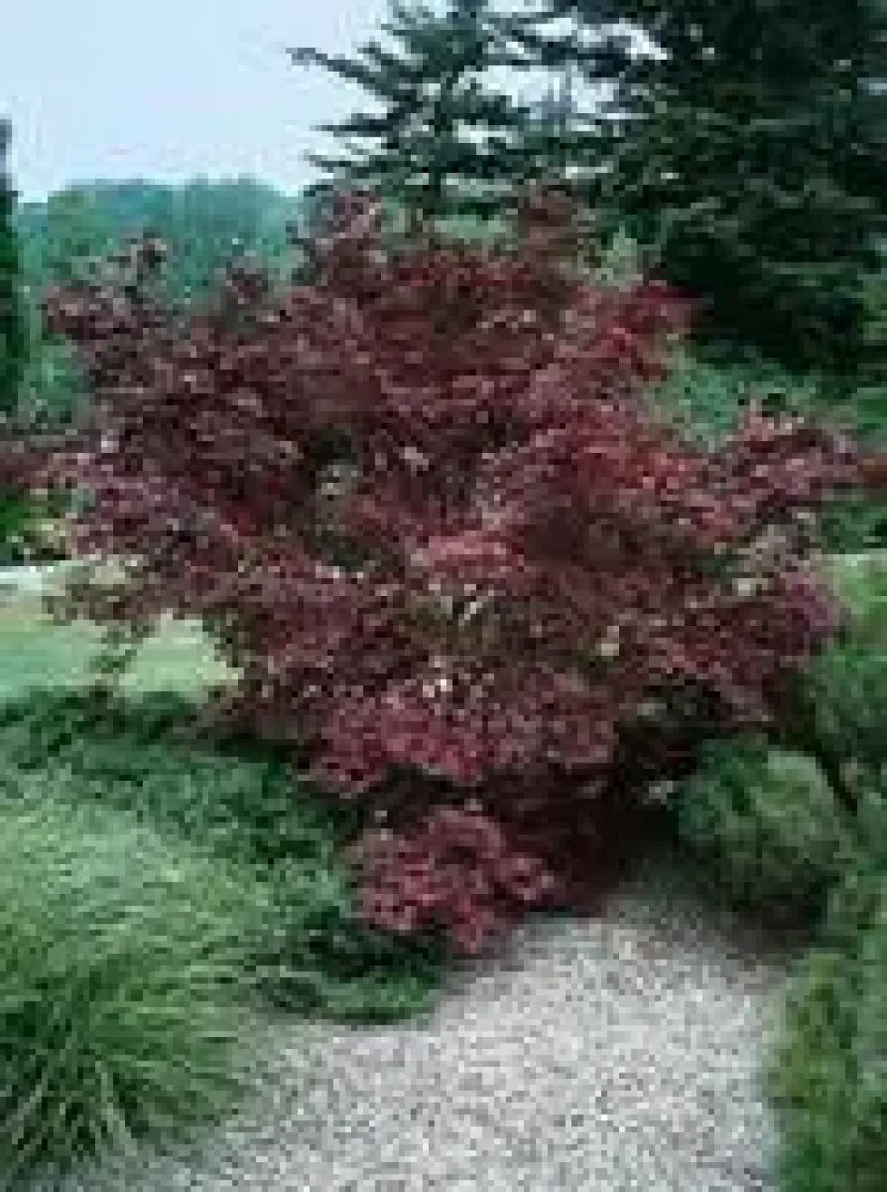 Erable du Japon (ACER PALMATUM ) Le pot de 2 litres
