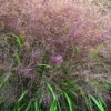 Eragrostide Brillante verte botanic®. Le pot de 4 litres