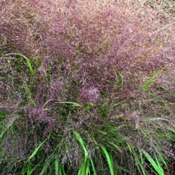 Eragrostide Brillante verte botanic®. Le pot de 4 litres