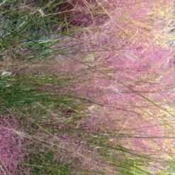 Eragrostis - Le pot de 2 litres